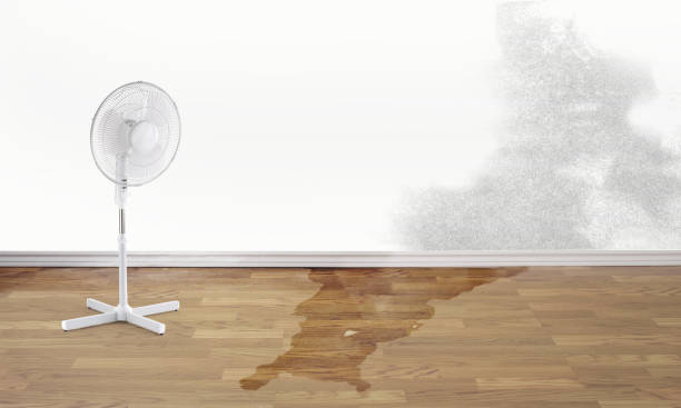 Best Local water damage restoration  in Passapatanzy, VA